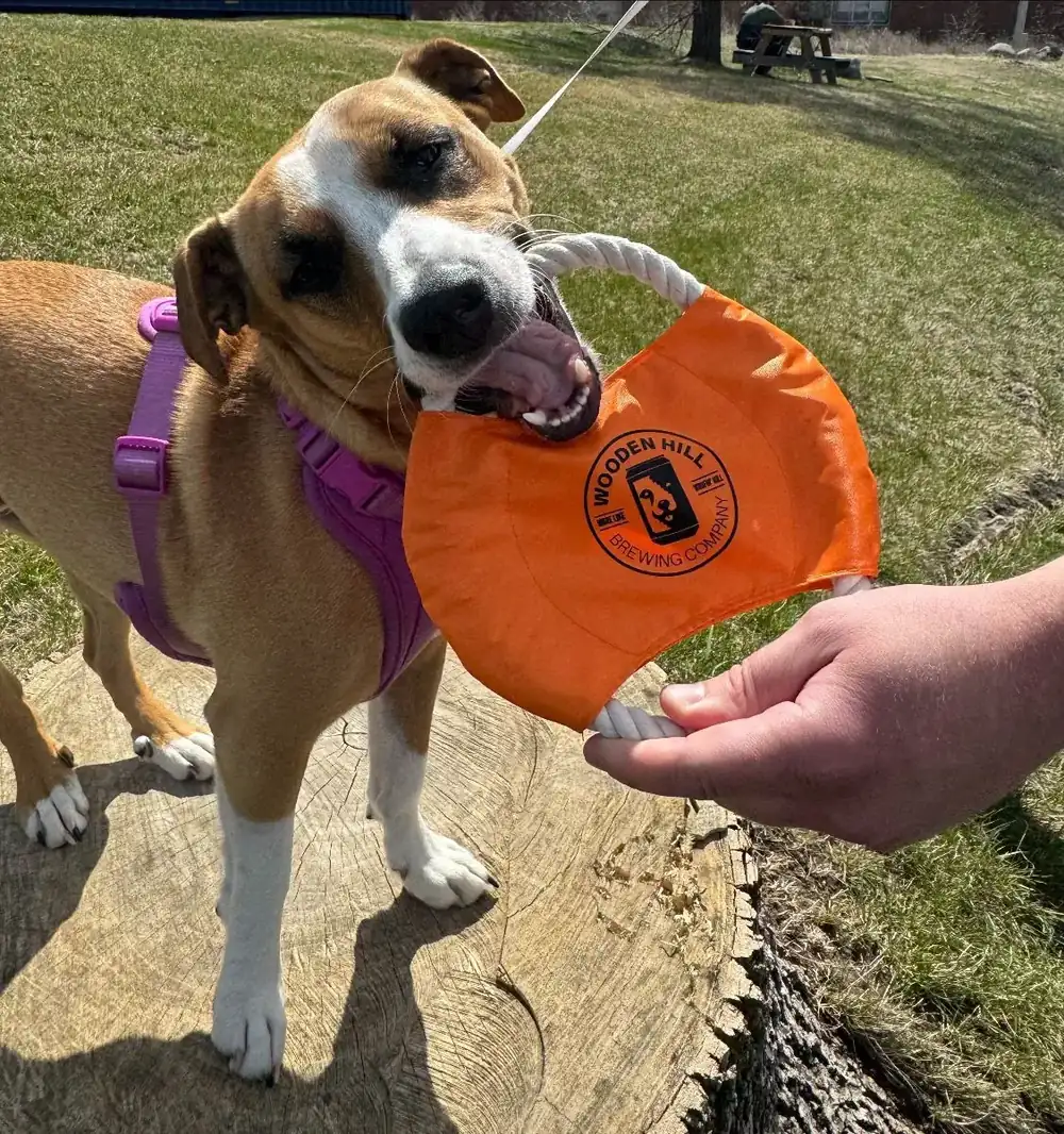 Picture of a dog playing with our new frisbee rope dog toy. Picture is taken outside in the grass.